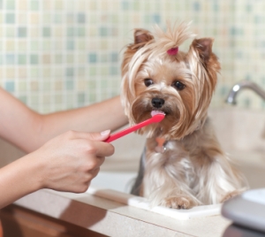 Brushing Dogs Teeth
